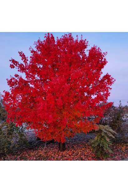 Клен червоний Феєрв’ю Флейм на фоні осіннього ландшафту.